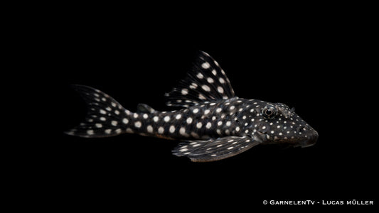 L102 - Schneeball Harnischwels - Hypancistrus cf. inspector