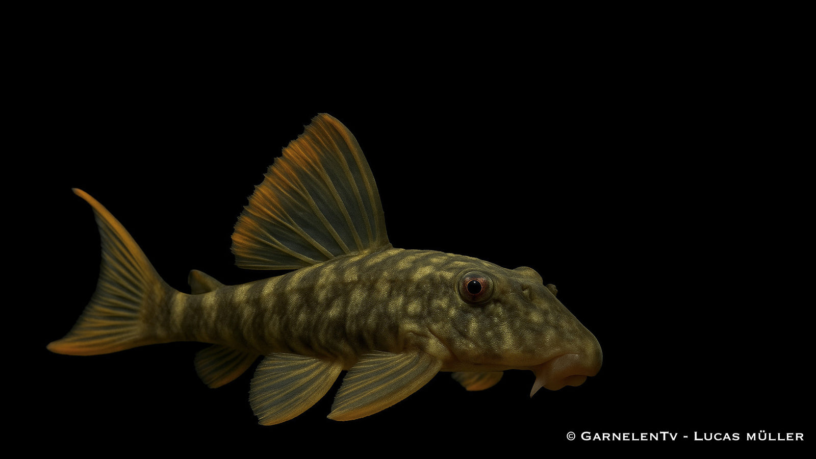 L106 Gepunkteter Orangesaumwels - Guyanancistrus guahiborum