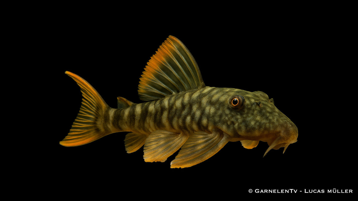 L106 Gepunkteter Orangesaumwels - Guyanancistrus guahiborum