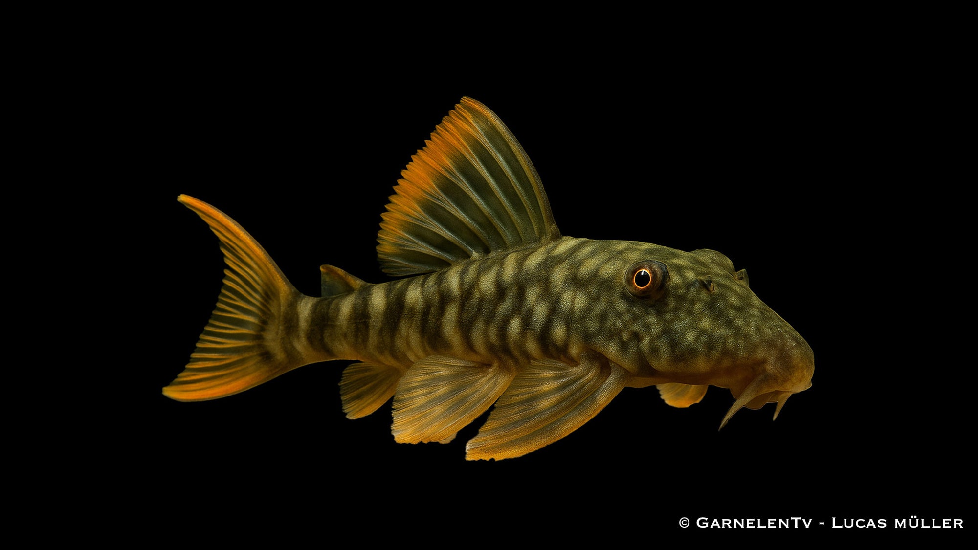 L106 Gepunkteter Orangesaumwels - Guyanancistrus guahiborum