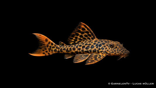 L114 - Leopard Kaktuswels - Pseudacanthicus cf. leopardus