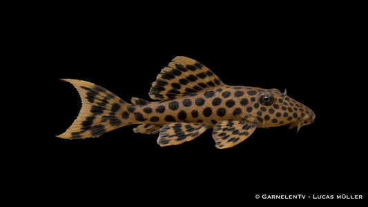 L124 Leopard Trugschilderwels - Ancistomus cf. sabaji