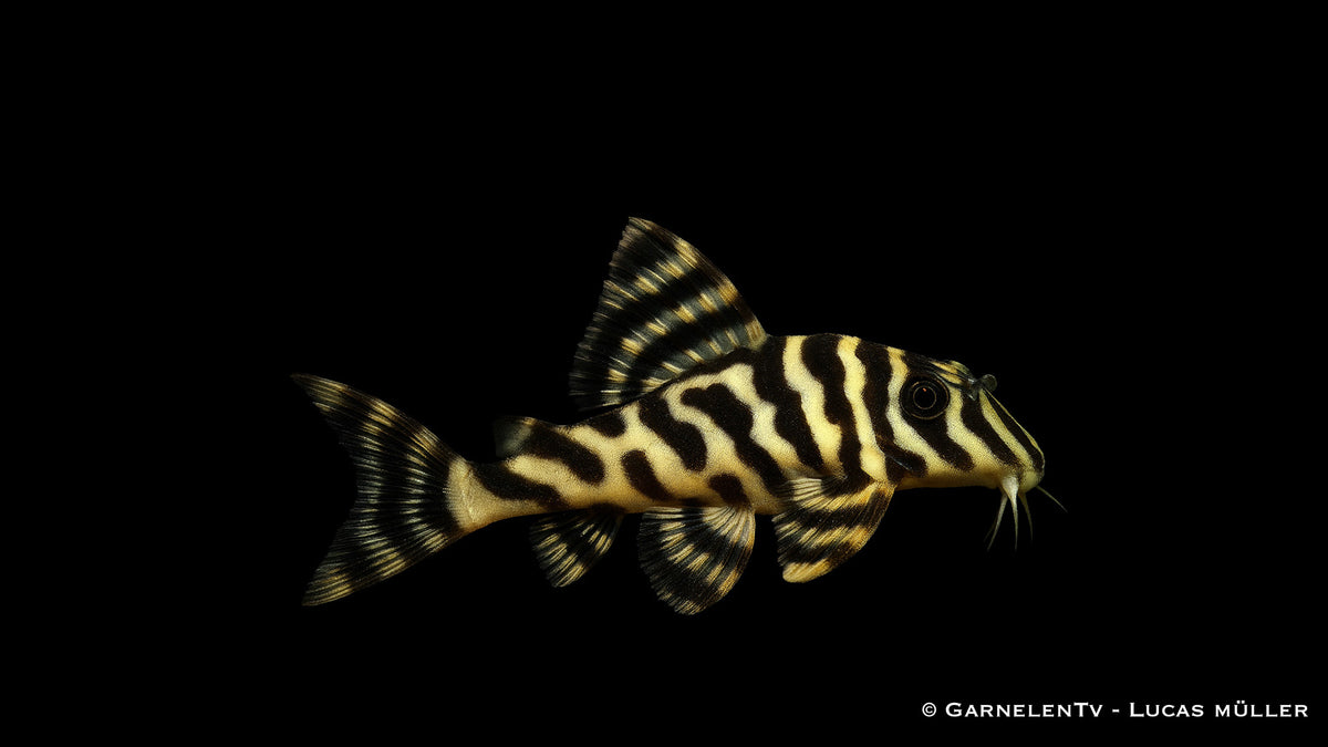 L134 Goldtigerharnischwels - Peckoltia compta