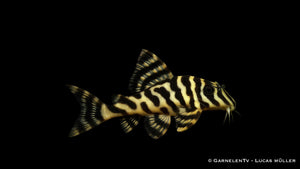 L134 Goldtigerharnischwels - Peckoltia compta