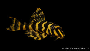 L134 Goldtigerharnischwels - Peckoltia compta