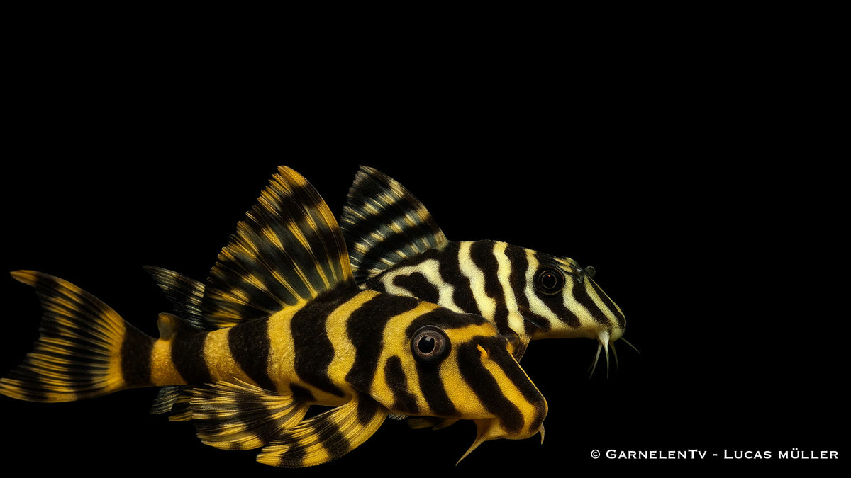 L134 Goldtigerharnischwels - Peckoltia compta