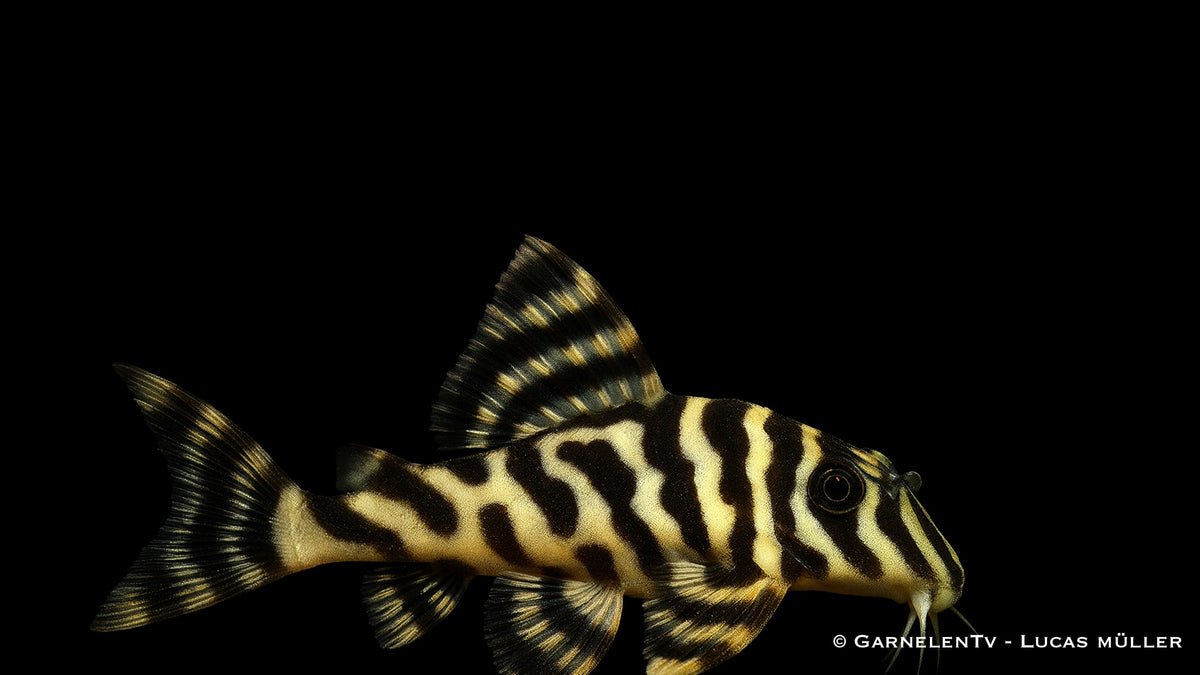 L134 Goldtigerharnischwels - Peckoltia compta