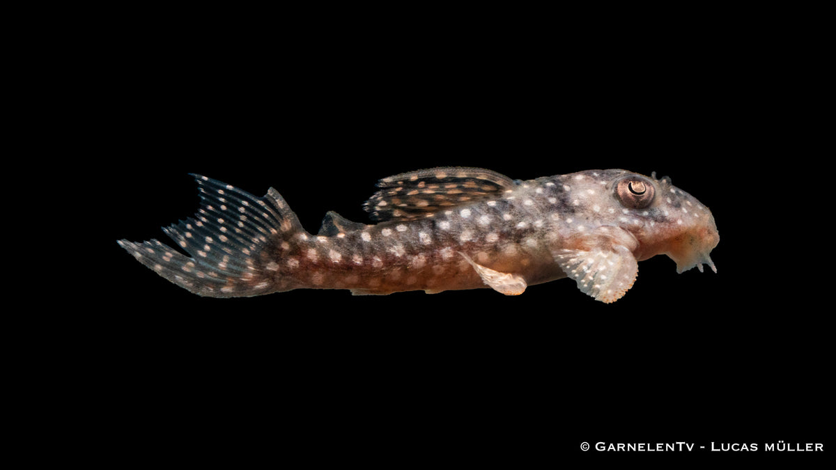 L136 - Demini-Engelsharnischwels - Hypancistrus sp. DNZ (4-6 cm)