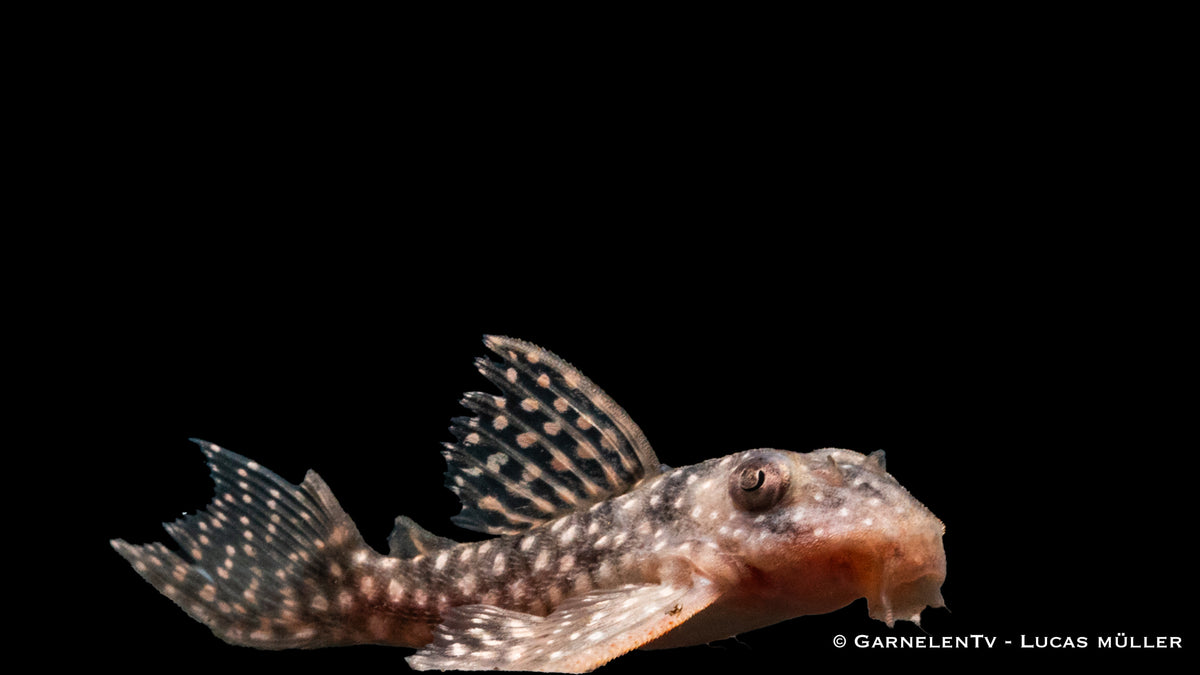 L136 - Demini-Engelsharnischwels - Hypancistrus sp. DNZ (4-6 cm)