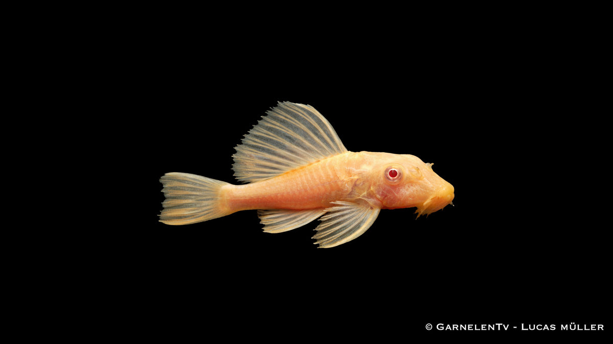 L165 Wabenschilderwels albino - Glyptoperichthys gibbiceps