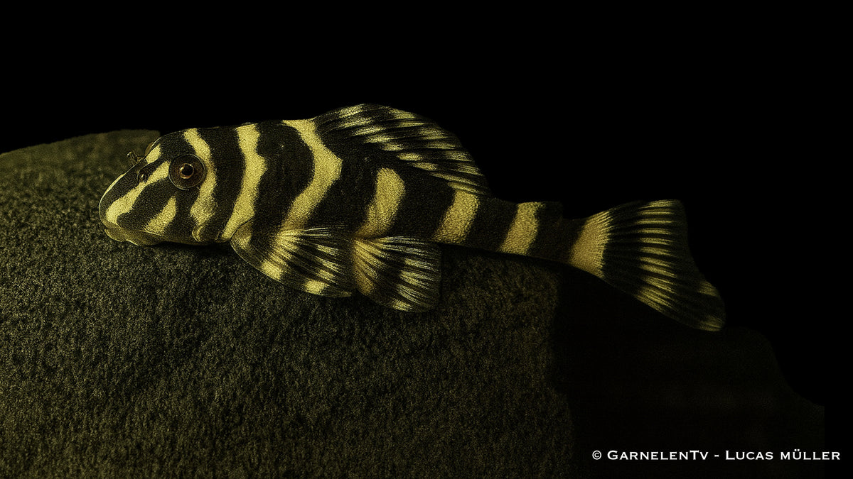 L 168 Brazil Butterfly – Zonancistrus brachyurus