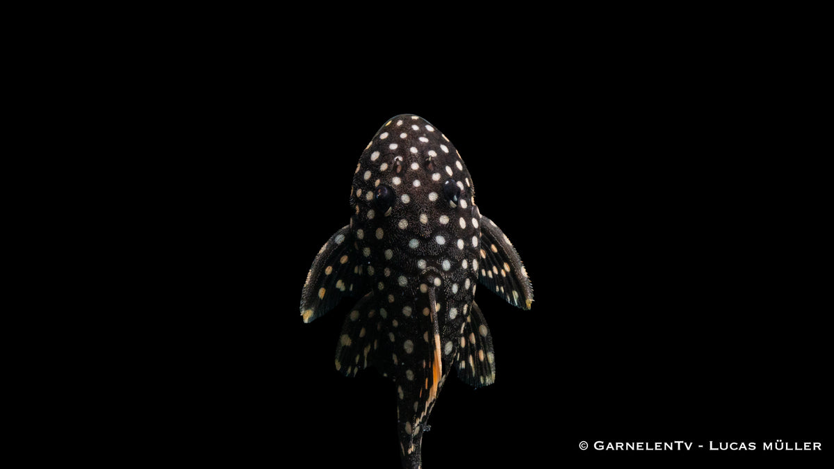 L177 Gelbsaum-Wels - Baryancistrus xanthellus  (6-8 cm)