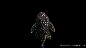 L177 Gelbsaum-Wels - Baryancistrus xanthellus  (6-8 cm)