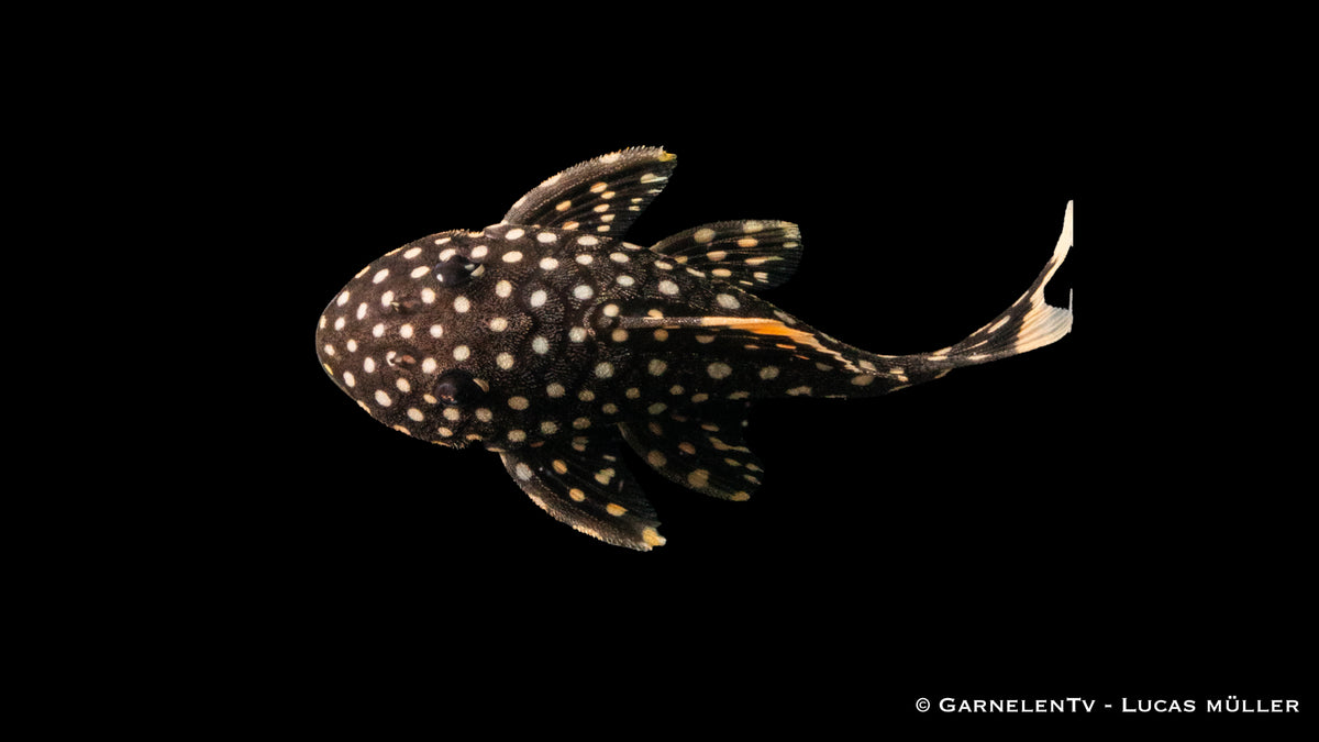 L177 Gelbsaum-Wels - Baryancistrus xanthellus  (6-8 cm)