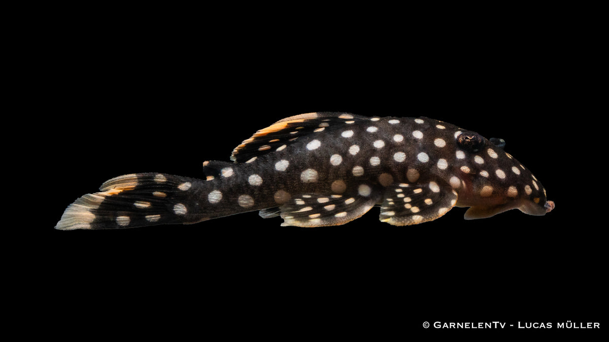 L177 Gelbsaum-Wels - Baryancistrus xanthellus  (6-8 cm)