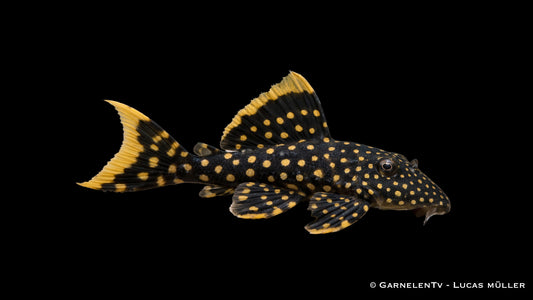 L18 - Golden Nugget - Baryancistrus xanthellus