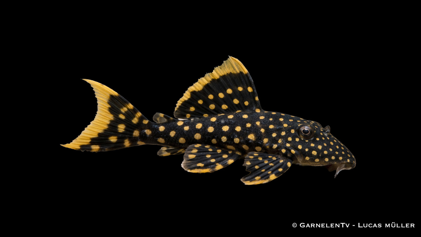 L18 - Golden Nugget - Baryancistrus xanthellus