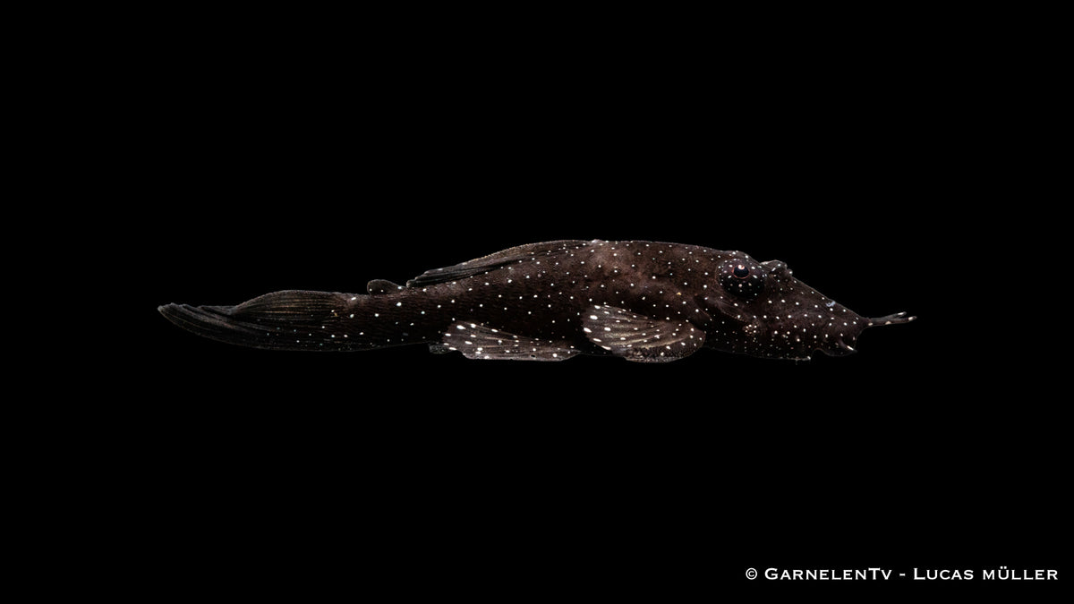 L181 Tüpfelantennenwels - Ancistrus sp. - DNZ (4 cm)