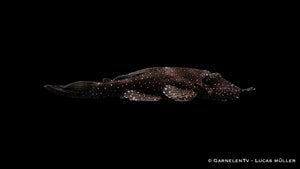 L181 Tüpfelantennenwels - Ancistrus sp. - DNZ (4 cm)