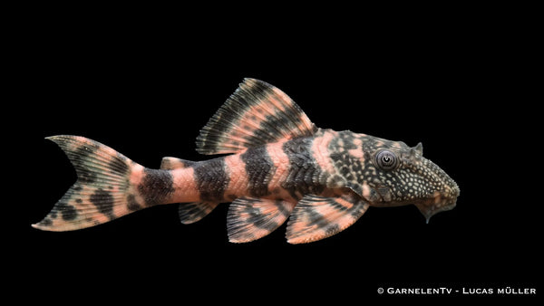 L226 Rosafarbene Tigerharnischwels - Panaqolus changae