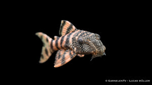 L226 Rosafarbene Tigerharnischwels - Panaqolus changae