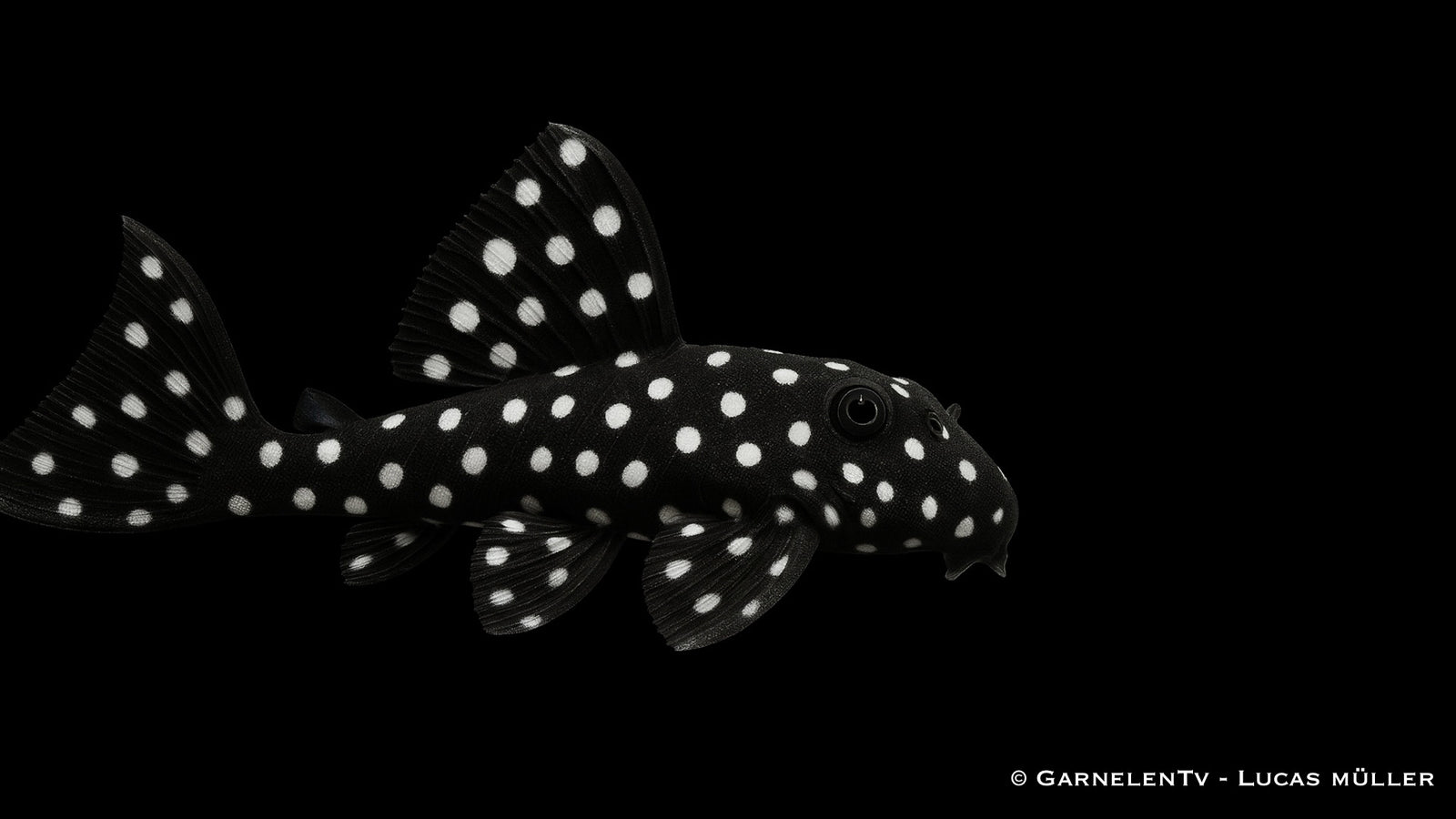 L240  Segelflossen Rüsselzahnwels - Leporacanthicus sp.