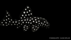 L240  Segelflossen Rüsselzahnwels - Leporacanthicus sp.
