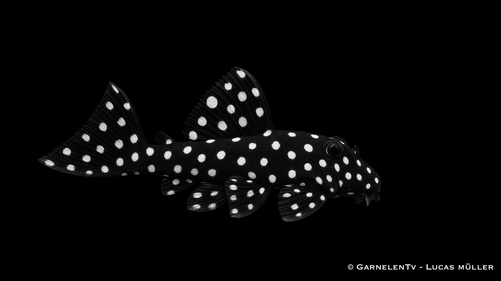 L240  Segelflossen Rüsselzahnwels - Leporacanthicus sp.