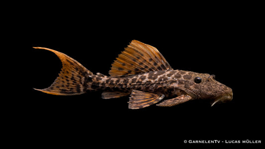 L273 Titanic-Kaktuswels - Pseudacanthicus sp.