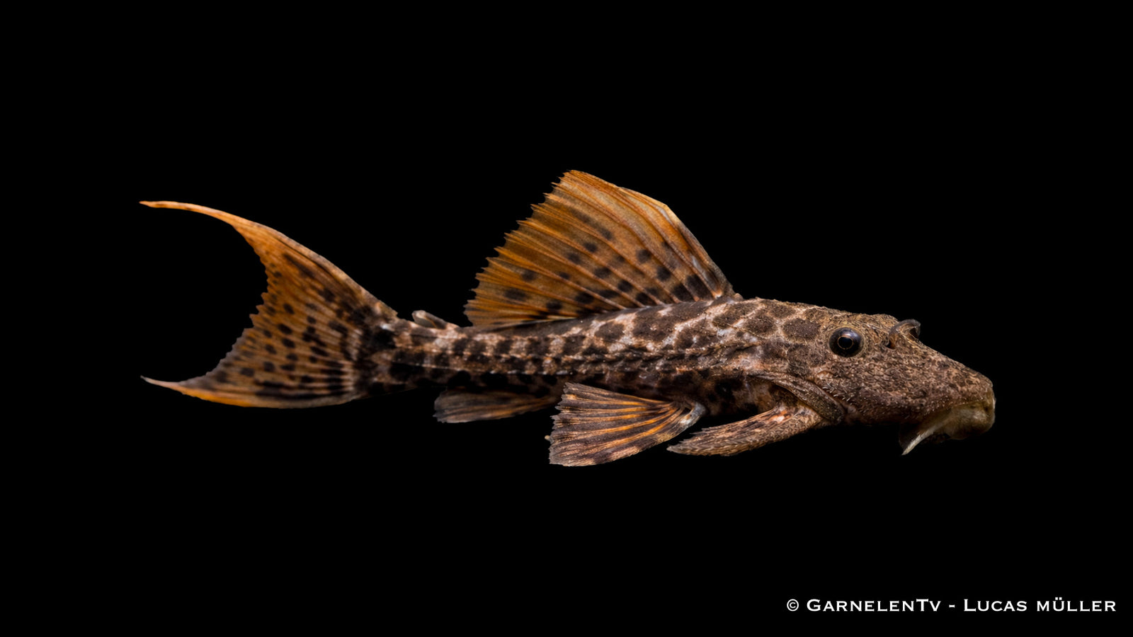 L273 Titanic-Kaktuswels - Pseudacanthicus sp.