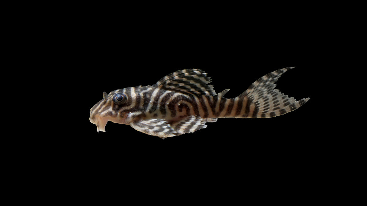 L333 - Königstiger Harnischwels &quot;Spezial&quot; - Hypancistrus sp. DNZ (5 cm)