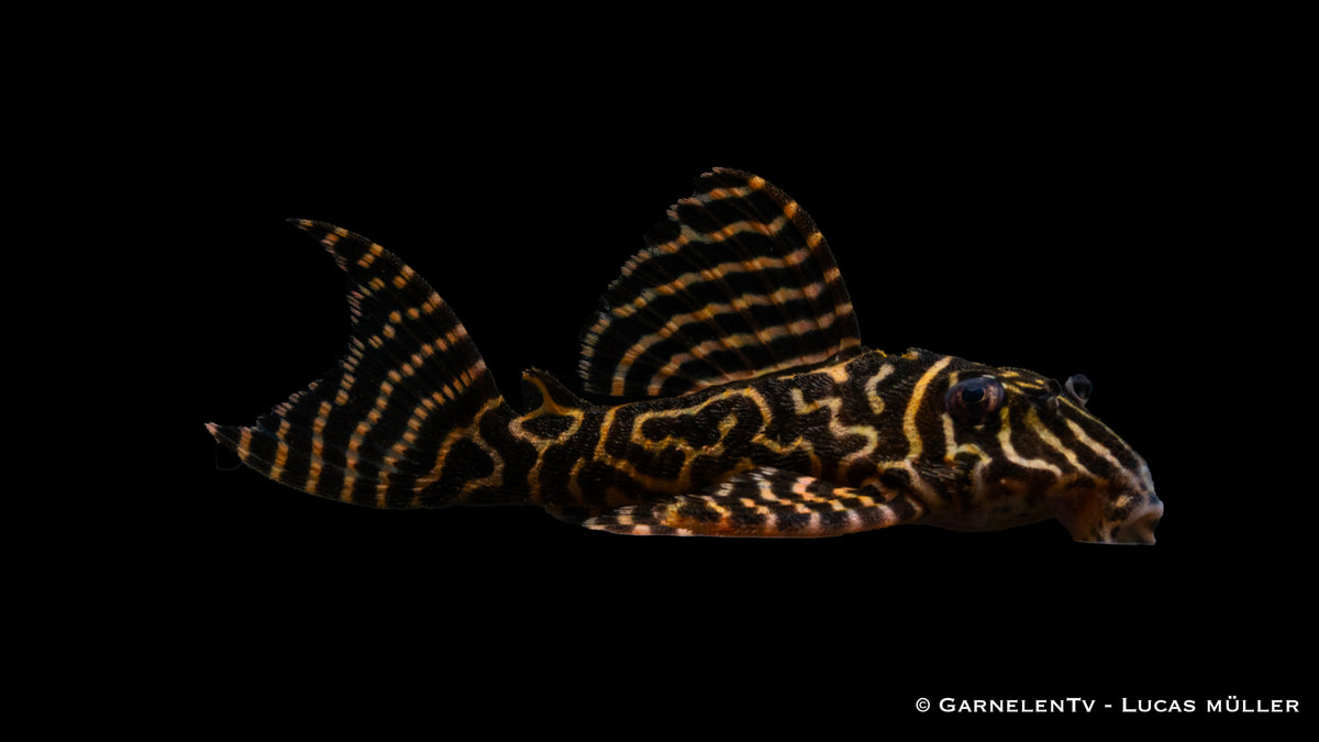 L333 Königstiger Harnischwels yellow line - Hypancistrus sp DNZ (8 cm)