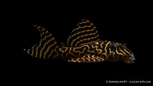 L333 Königstiger Harnischwels yellow line - Hypancistrus sp DNZ (8 cm)