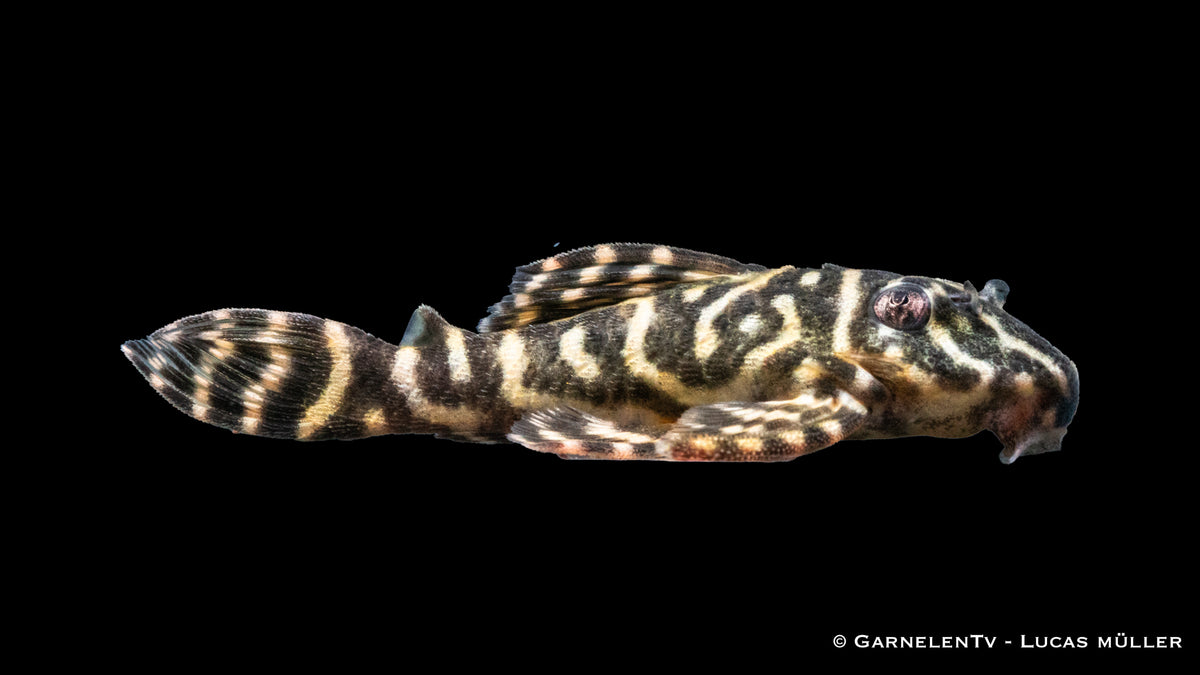 L340 - Mega Clown - Hypancistrus spec - (6 - 8 cm)
