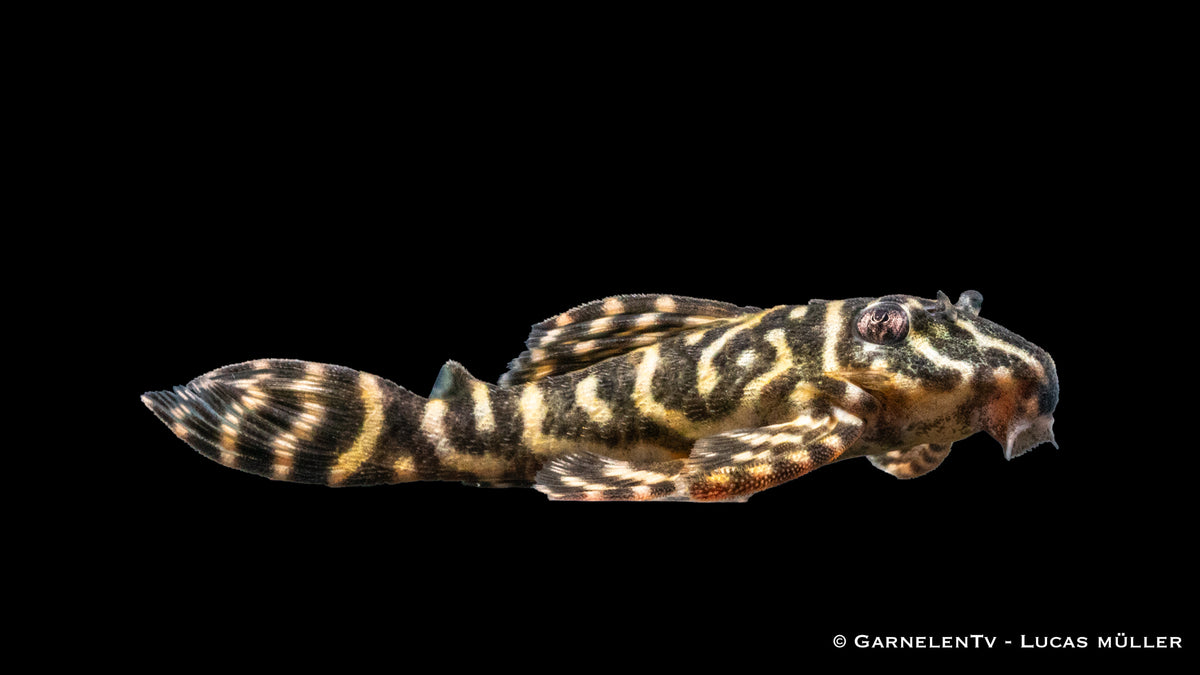 L340 - Mega Clown - Hypancistrus spec - (6 - 8 cm)