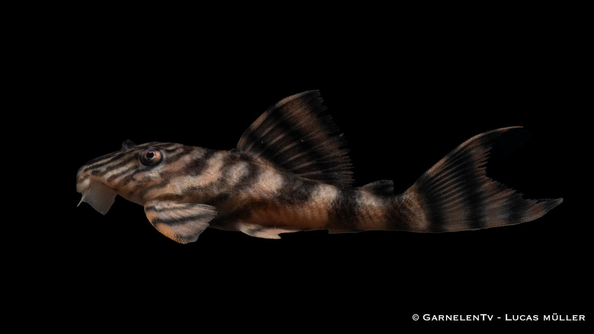 L397 Harnischwels Tiger -  Panaqolus sp.DNZ (7 cm)
