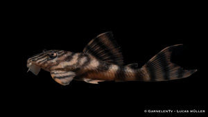 L397 Harnischwels Tiger -  Panaqolus sp.DNZ (7 cm)