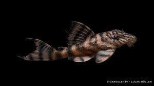L397 Harnischwels Tiger -  Panaqolus sp.DNZ (7 cm)