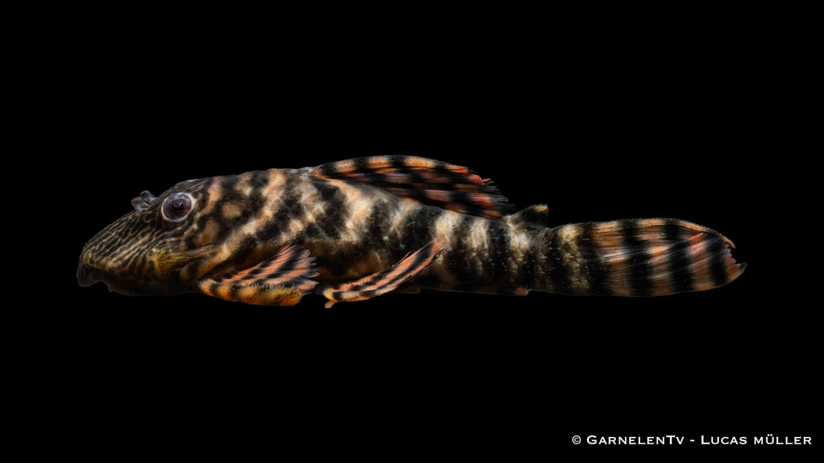 L398 Altamira Holzfresser- Panaqolus tankei DNZ (10 cm)