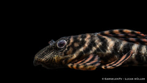 L398 Altamira Holzfresser- Panaqolus tankei DNZ (10 cm)