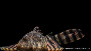 L398 Altamira Holzfresser- Panaqolus tankei DNZ (10 cm)