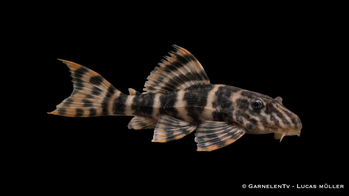 L403 - Panoqolus sp.