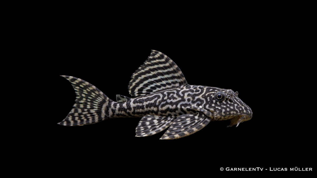 L410 Rio Jari - Hypancistrus sp.