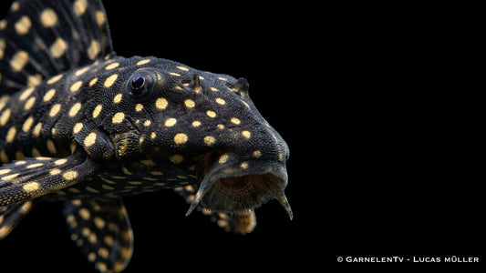 Hypancistrus sp. Dwarf L471 sitzt auf einer Wurzel und zeigt seine weiße Punktzeichnung