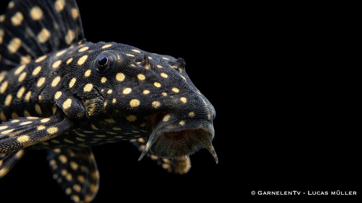 Hypancistrus sp. Dwarf L471 sitzt auf einer Wurzel und zeigt seine weiße Punktzeichnung