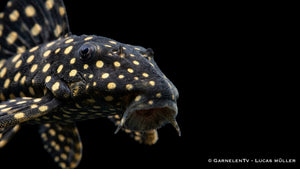 Hypancistrus sp. Dwarf L471 sitzt auf einer Wurzel und zeigt seine weiße Punktzeichnung