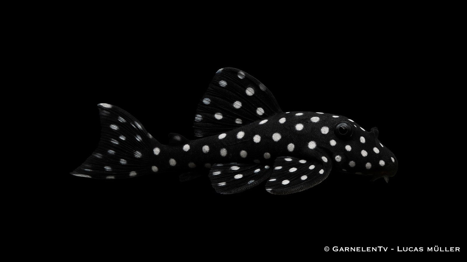 L142 Schneeball-Prachtharnischwels - Baryancistrus spec. Snowflake