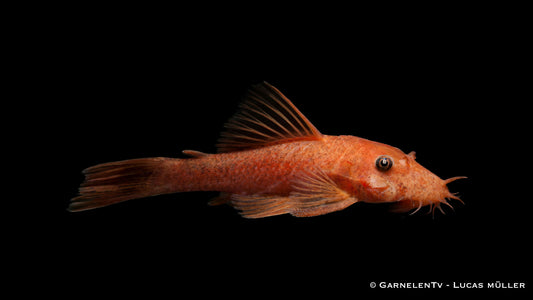 LDA16 – Rot schwarzer Antennenwels – Ancistrus sp.