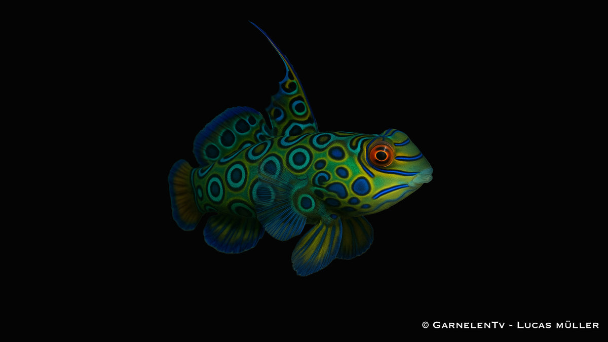 LSD-Leierfisch - Synchiropus picturatus   (4–6 cm)