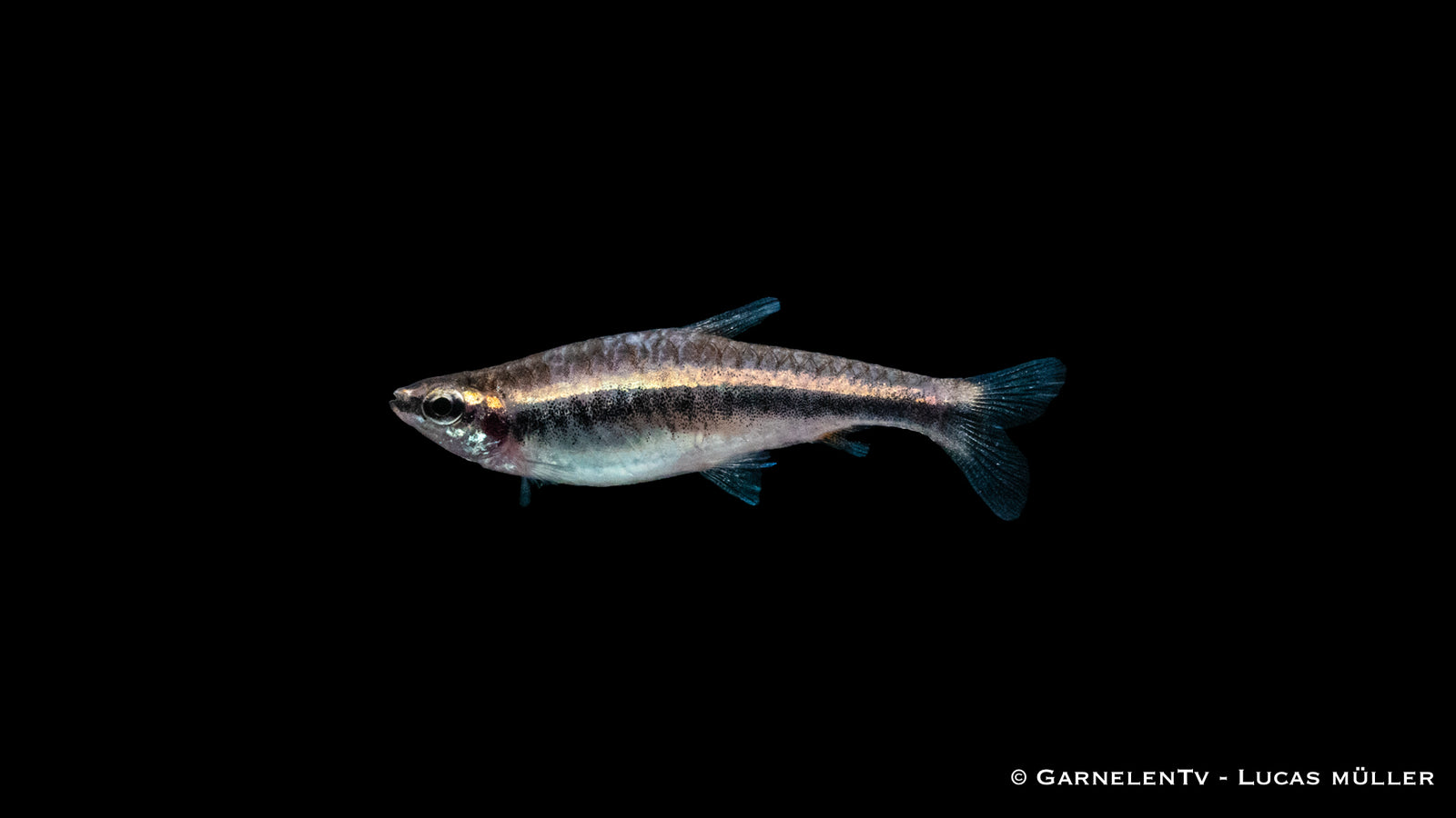 Längsband Ziersalmler (Nannostomus beckfordi) im Aquarium